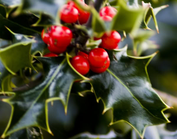 Christmas_Holly_by_rosscaughers