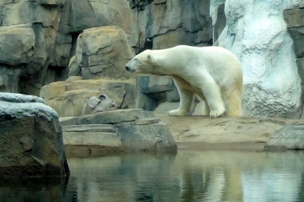 He kept pacing back and forth like he was expecting something.