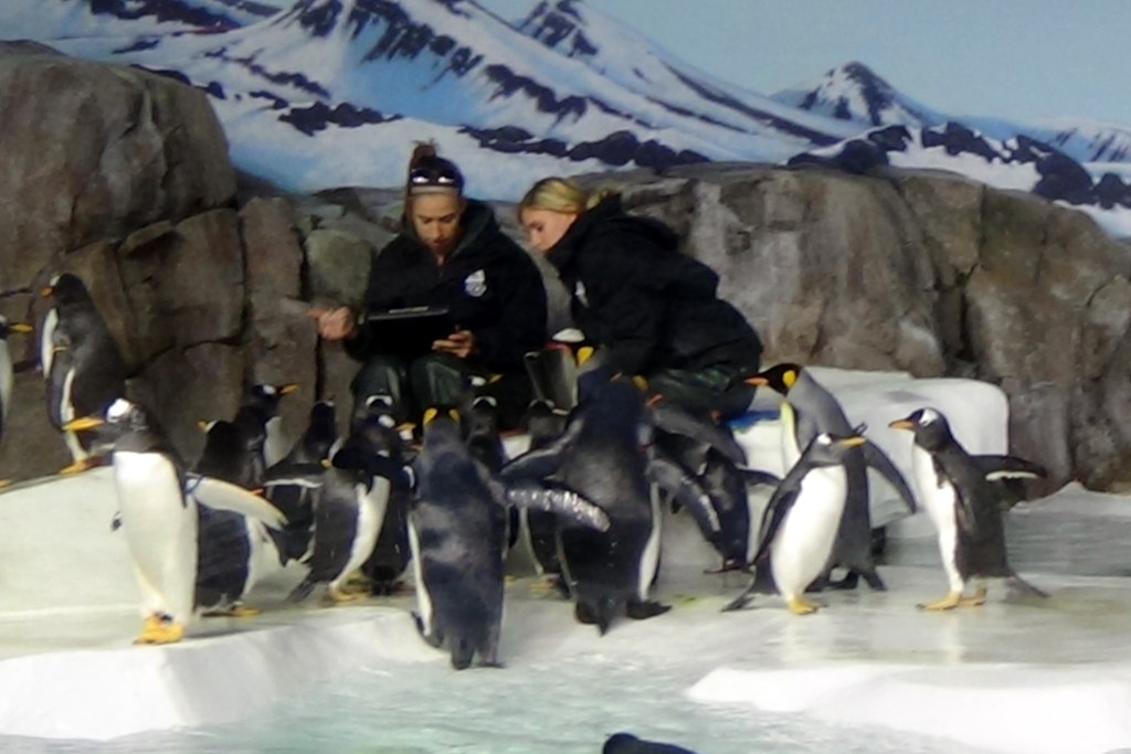They track how much each penguin eats to know how healthy they are.