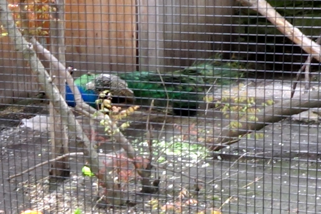The peacock would not fan his feathers.