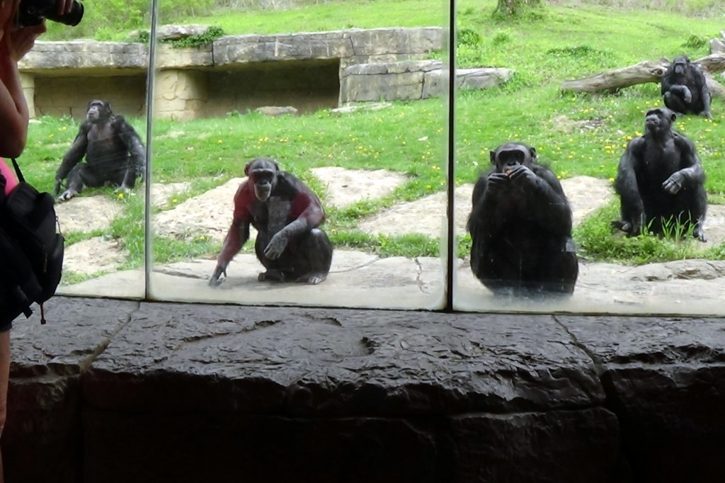 Chimps assemble for snack time.