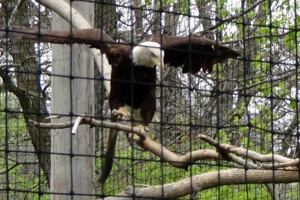Bald eagle unexpectedly on display (and out of place) in Africa.