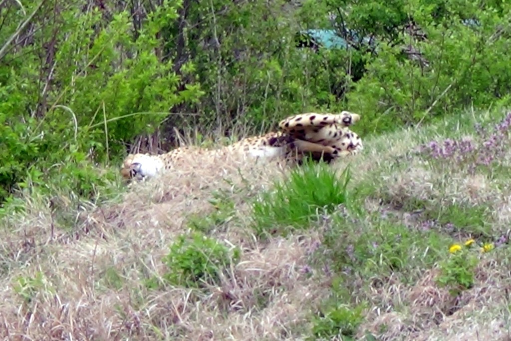 No idea which cat this is.