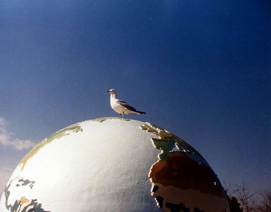 Globe and gull at Toronto Zoo.