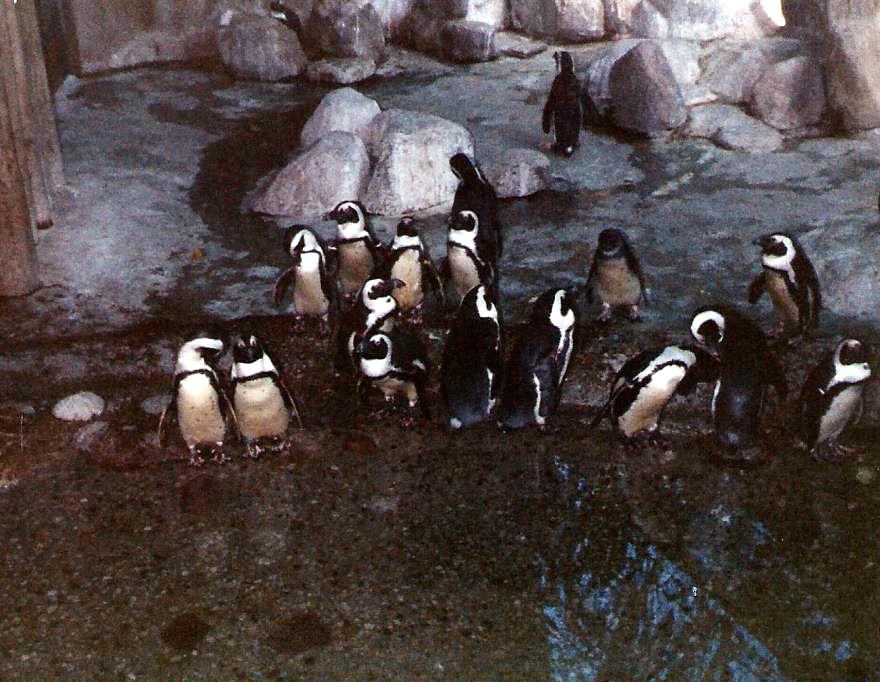 Penguins at the Toronto Zoo.